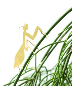 Déco pour plante – Mante religieuse