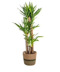 Yucca Elephantipes en panier – Hauteur 120–140 cm – Ø 24 cm – Plante d'intérieur robuste avec un tronc caractéristique et des feuilles en forme d'épée – Facile d'entretien et dépolluante
